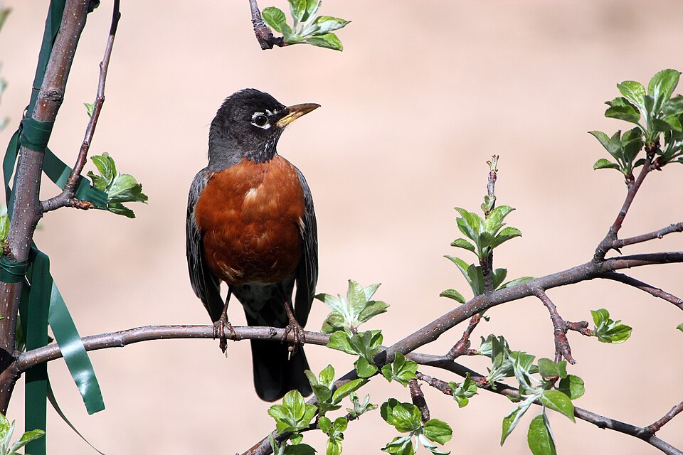 American Robin, the state bird of Wisconsin